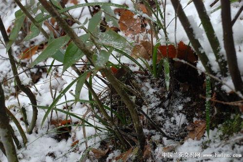 踏雪寻兰,探寻冬日里的幽香之旅
