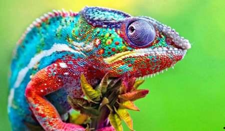 变色龙 2019,色彩斑斓的科技与生活变迁