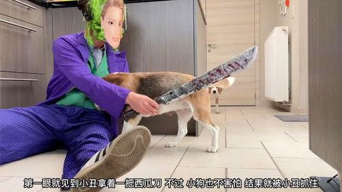 家养小丑,揭秘欢乐背后的秘密生活